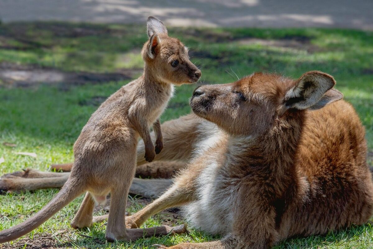 Ballarat Wildlife Park Ballarat Wildlife Park
