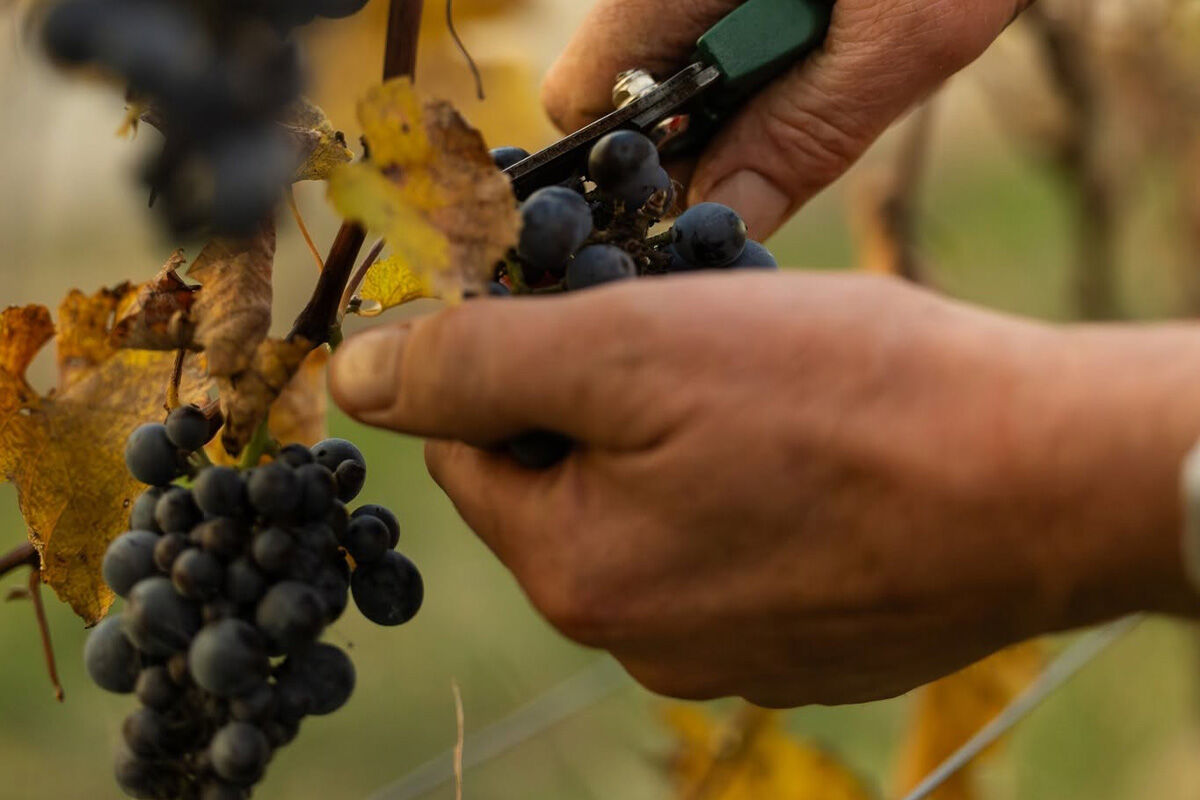 Michael Unwin Wines Michael Unwin Wines