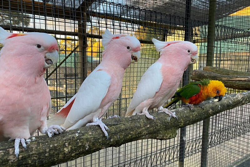 Ballarat Bird World