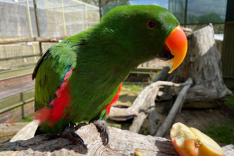 Ballarat Bird World