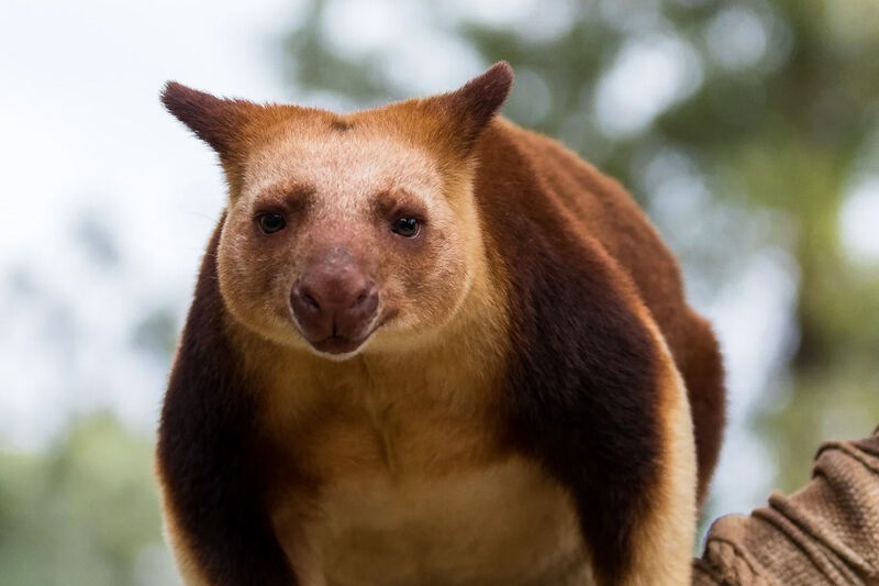 Ballarat Wildlife Park