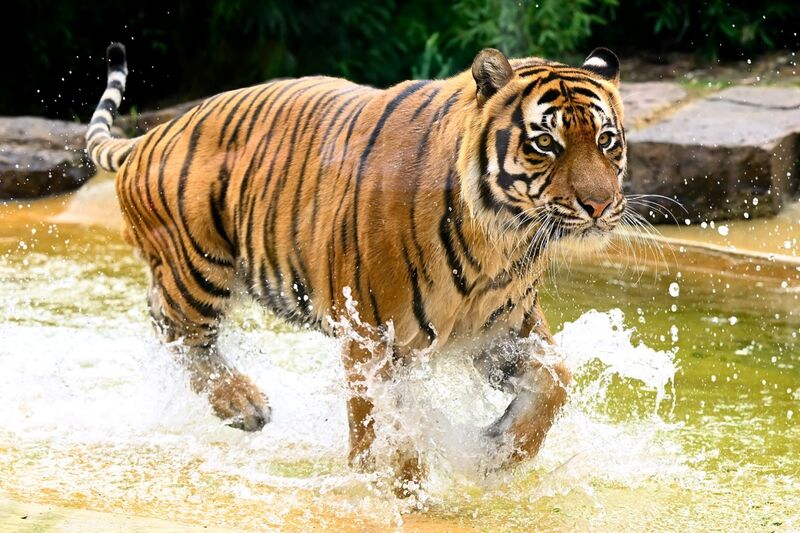 Ballarat Wildlife Park