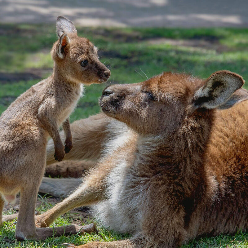 Ballarat Wildlife Park - Lake Burrumbeet Caravan Park